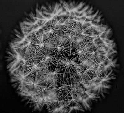 Dandelion