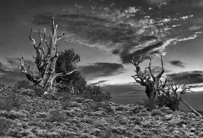 My B&W Gallery