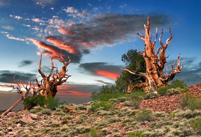 Bristlcone Pines