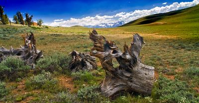 White Mountains Bristlecone Pines