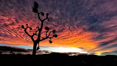 Joshua Tree Park