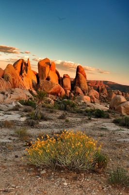 Joshua Tree Park