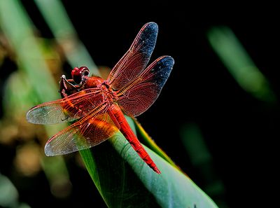 Flowers & Insects
