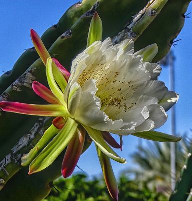 Cactus Flower