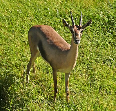 Gazelle
