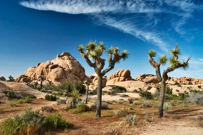 Joshua Tree Park
