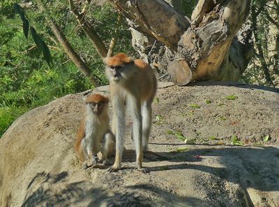 Patas Monkey & Baby