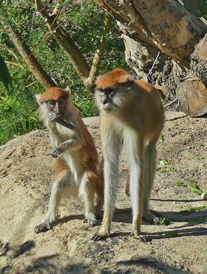 Patas Monkey & Baby