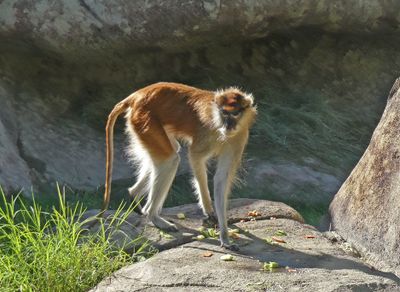 Patas Monkey