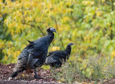 Zion National Park, Utah