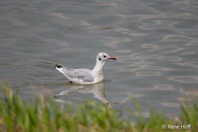 _RH160712025-2.jpg