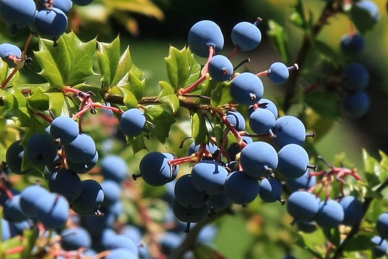 Oregon Grape Holly