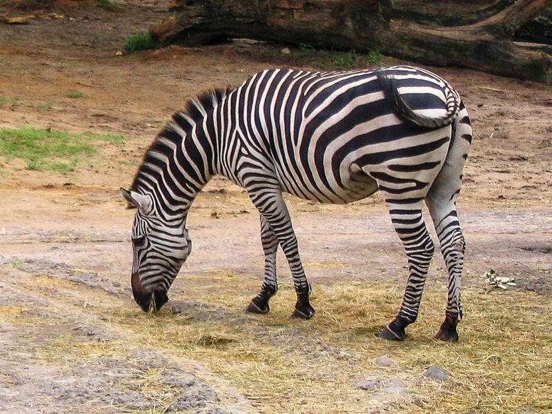 Zebra - Wild Animal Kingdom