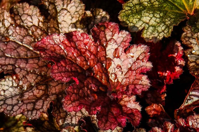 Begonia Leaves