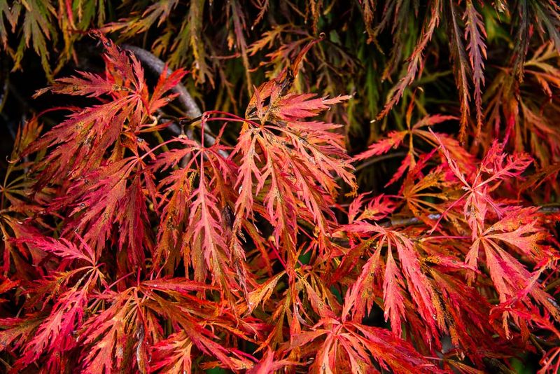 Lace Leaf Japanese Maple