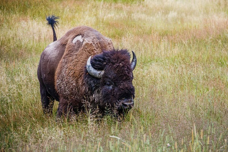 Bison