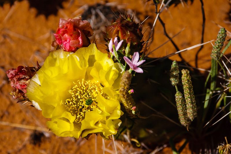 Prickly Pear Cactus