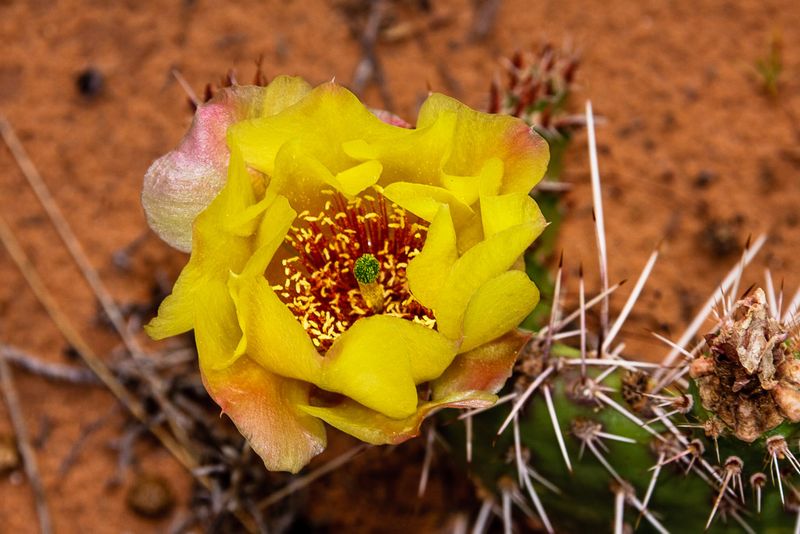 Prickly Pear Cactus