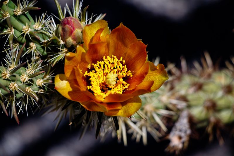Prickly Pear