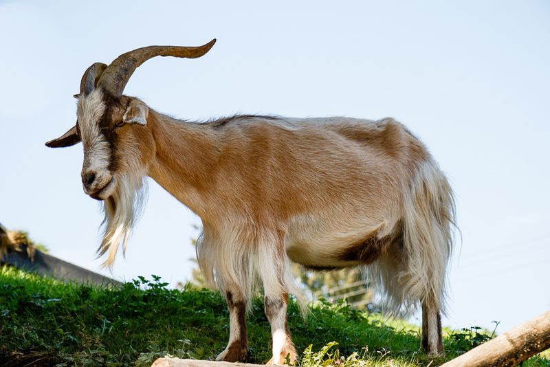 Goat On Roof - Old Country Market