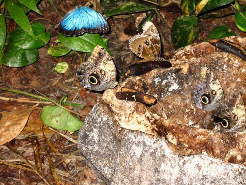 Xcaret Eco Theme Park