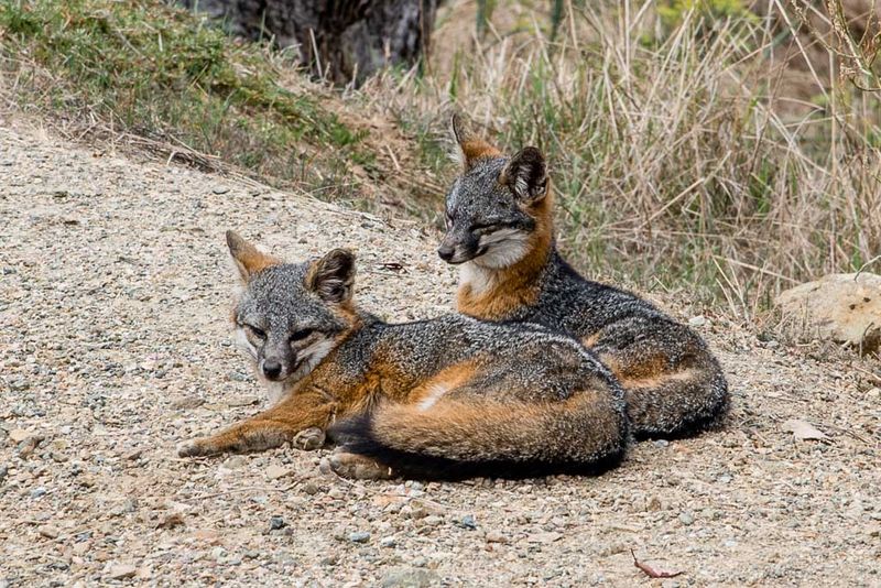 Channel Island Fox