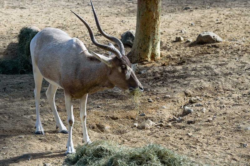 Addax