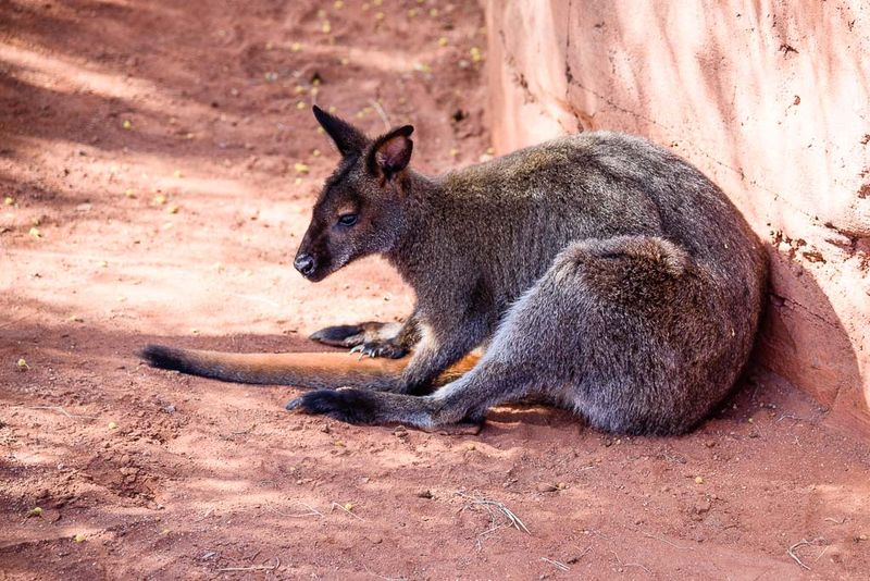 Bennet's Wallaby