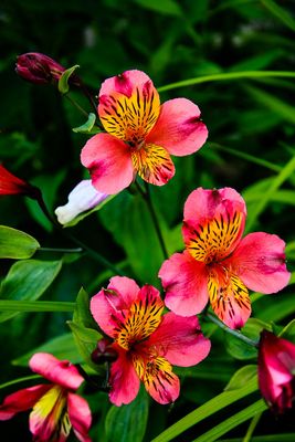 Alstroemeria