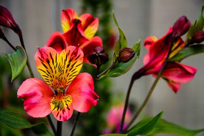 Alstroemeria