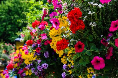 Hanging Baskets