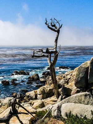 Pebble Beach - 17 Mile Drive
