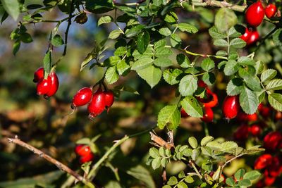 Wild Rose Hips