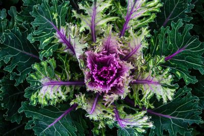 Purple Flowering Cabbage