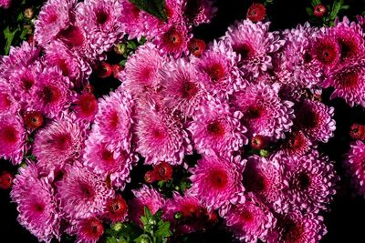 Chrysanthemum