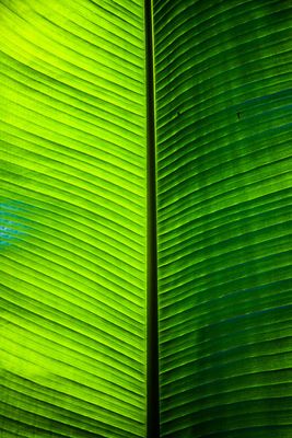 Banana Leaf