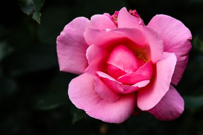 g13/28/870828/3/105582930.73c54a5c.JPEG