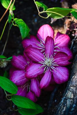 Clematis