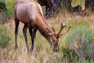 Elk