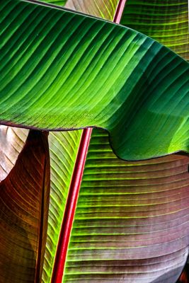 Banana Tree Leaves