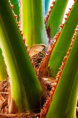 Thousand Palms Oasis Preserve, California