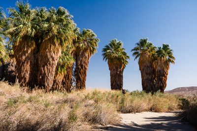 Thousand Palms Oasis Preserve, California