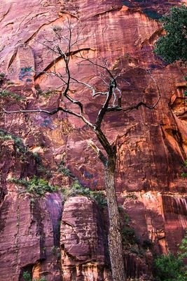 Zion National Park, Utah