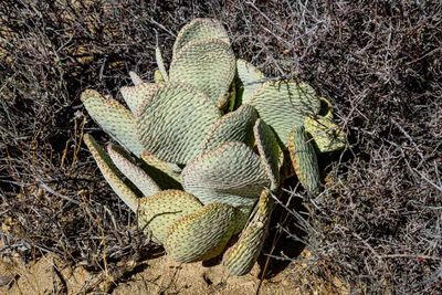 Beaver Tail Cactus