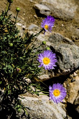 Wildflowers