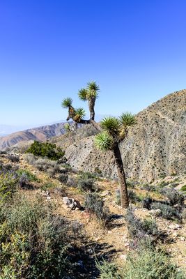 Plants & Trees