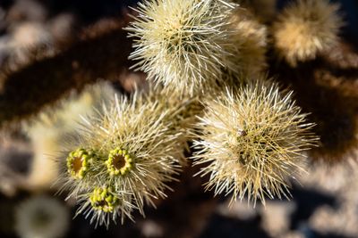 Cholla Cactus