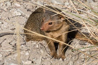 Dwarf Mongoose