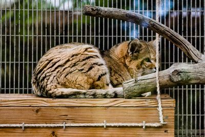 Sand Cat, Deserts of N Africa, Arabia and Pakistan.