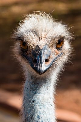 Emu